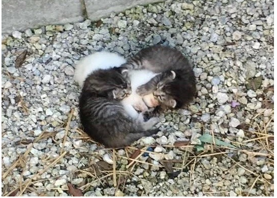 Two little kittens huddled close to a small lump: they tried to warm their sister