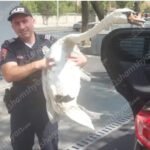 «Թաթա»-ն փախել է Կենդանաբանական այգուց