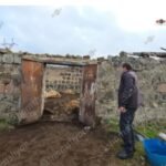 Գայլերի ոհմակը ներխուժել է անասնագոմ․ մեծ թվով գառներ են սատկել